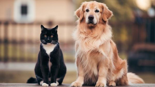 What Are the Top Pet Adoption Trends in the UK?